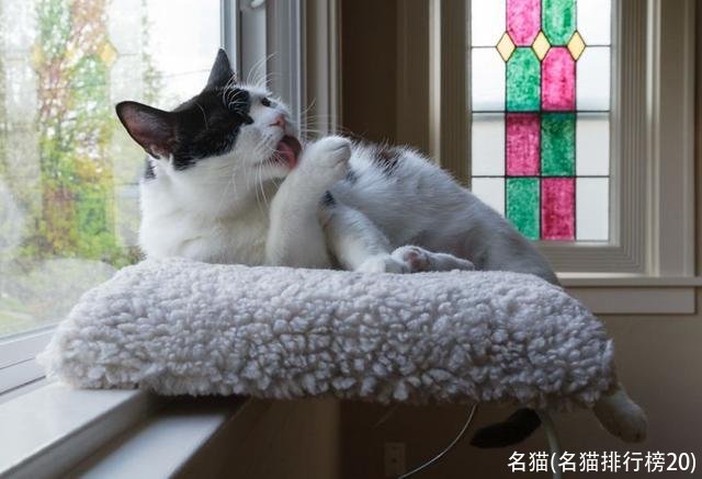 名猫(名猫排行榜20)