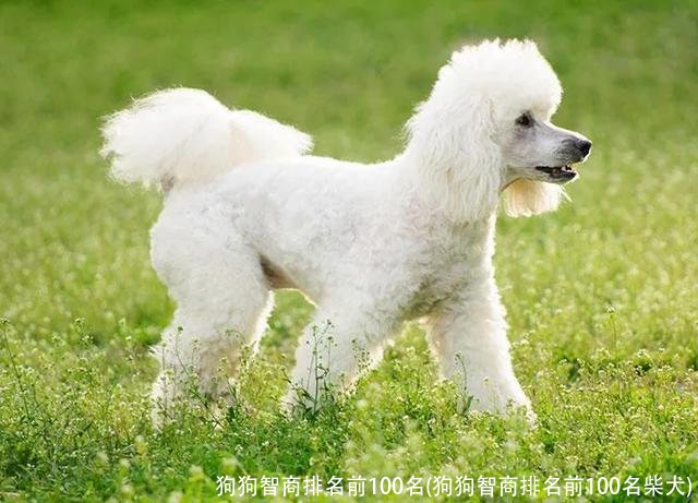 狗狗智商排名前100名(狗狗智商排名前100名柴犬)