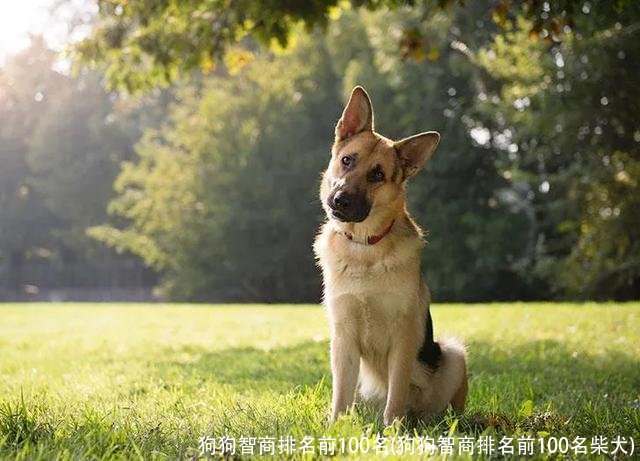 狗狗智商排名前100名(狗狗智商排名前100名柴犬)