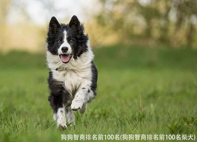 狗狗智商排名前100名(狗狗智商排名前100名柴犬)