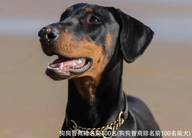狗狗智商排名前100名(狗狗智商排名前100名柴犬)