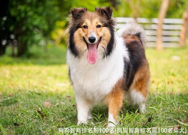 狗狗智商排名前100名(狗狗智商排名前100名柴犬)