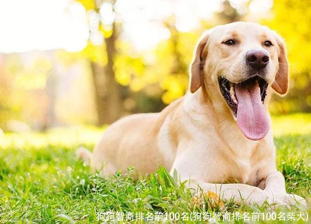 狗狗智商排名前100名(狗狗智商排名前100名柴犬)