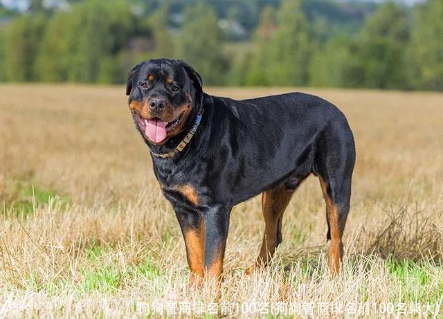 狗狗智商排名前100名(狗狗智商排名前100名柴犬)