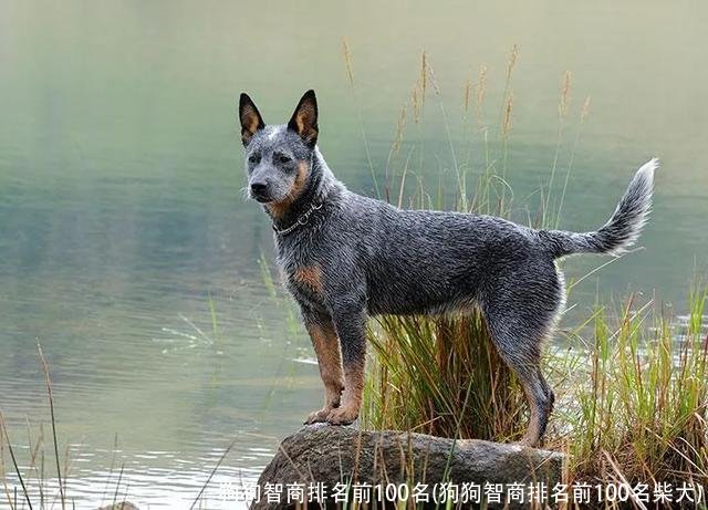 狗狗智商排名前100名(狗狗智商排名前100名柴犬)