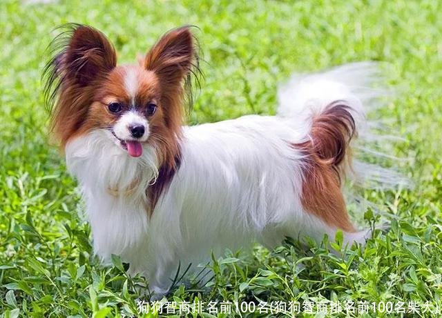 狗狗智商排名前100名(狗狗智商排名前100名柴犬)