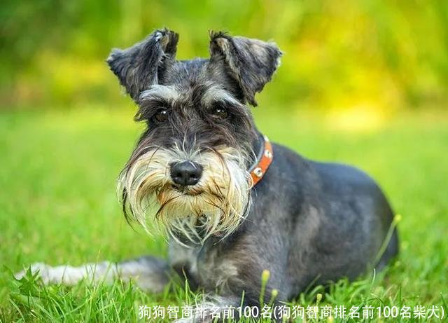 狗狗智商排名前100名(狗狗智商排名前100名柴犬)