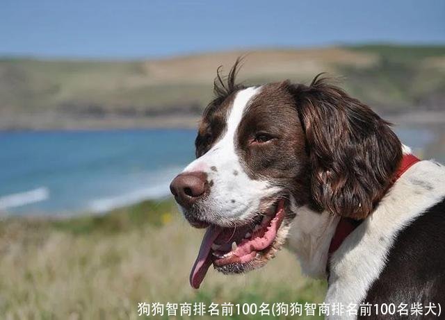 狗狗智商排名前100名(狗狗智商排名前100名柴犬)
