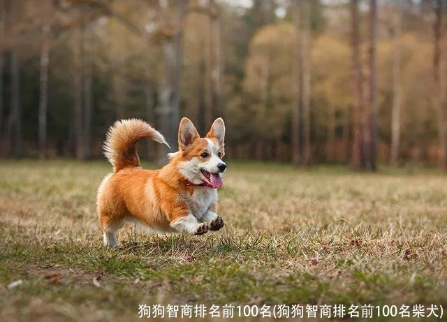 狗狗智商排名前100名(狗狗智商排名前100名柴犬)