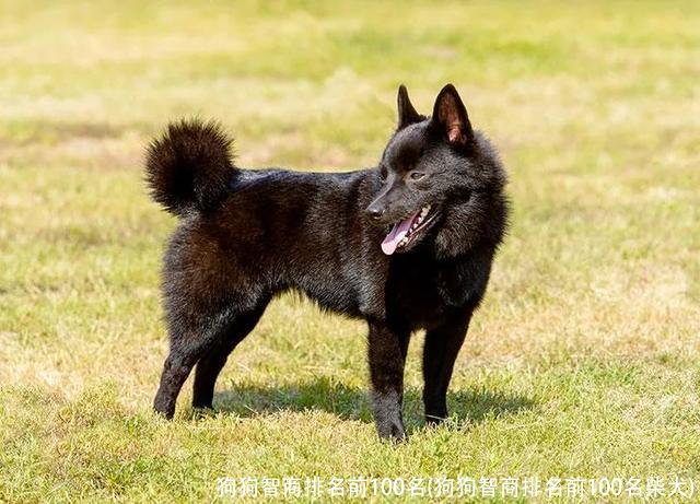 狗狗智商排名前100名(狗狗智商排名前100名柴犬)