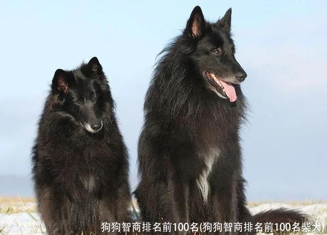 狗狗智商排名前100名(狗狗智商排名前100名柴犬)