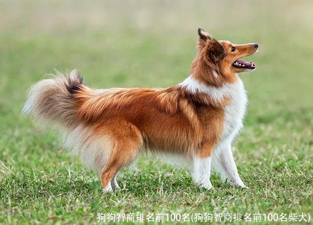 狗狗智商排名前100名(狗狗智商排名前100名柴犬)
