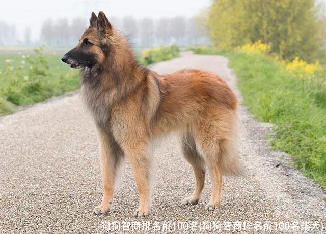 狗狗智商排名前100名(狗狗智商排名前100名柴犬)