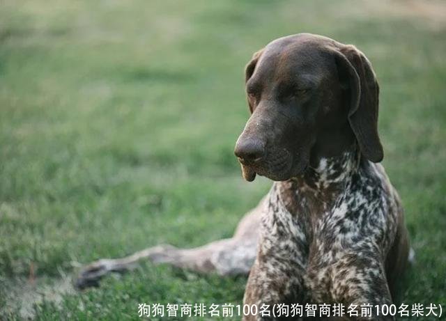 狗狗智商排名前100名(狗狗智商排名前100名柴犬)