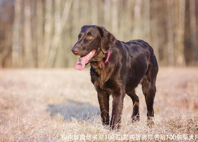 狗狗智商排名前100名(狗狗智商排名前100名柴犬)