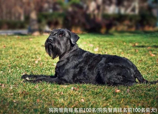 狗狗智商排名前100名(狗狗智商排名前100名柴犬)