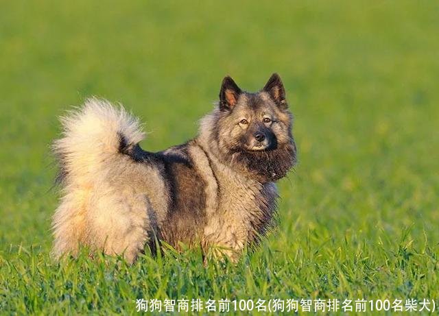 狗狗智商排名前100名(狗狗智商排名前100名柴犬)