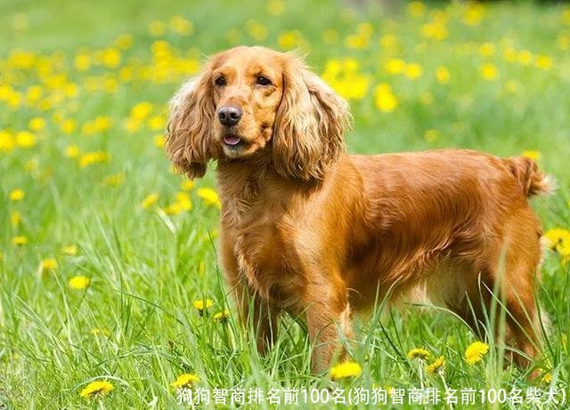 狗狗智商排名前100名(狗狗智商排名前100名柴犬)