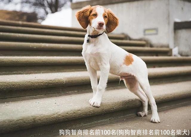 狗狗智商排名前100名(狗狗智商排名前100名柴犬)
