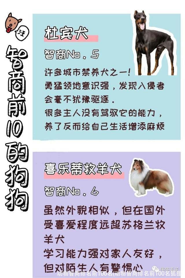 动物智商排名前100名(动物智商排名前100名狐狸)