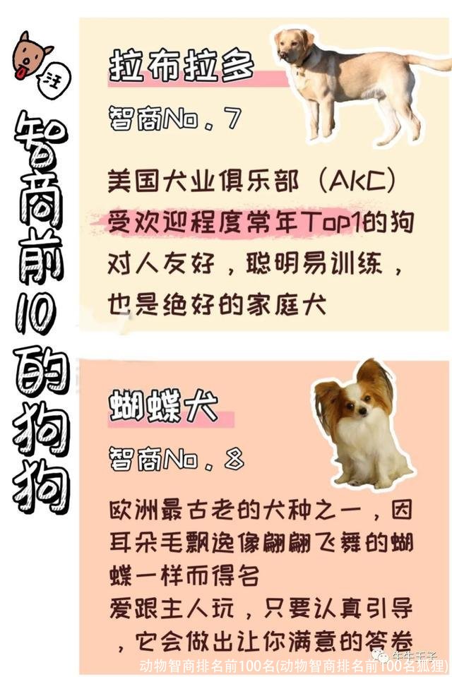 动物智商排名前100名(动物智商排名前100名狐狸)