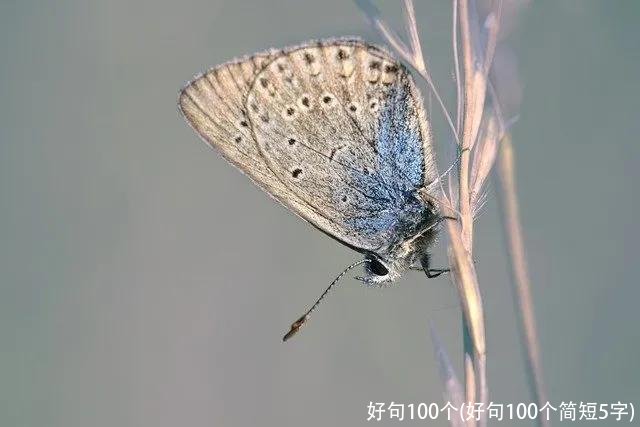 好句100个(好句100个简短5字)