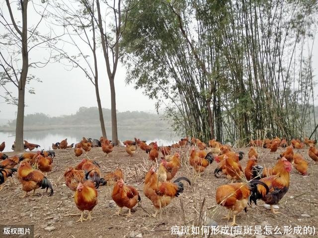 痘斑如何形成(痘斑是怎么形成的)