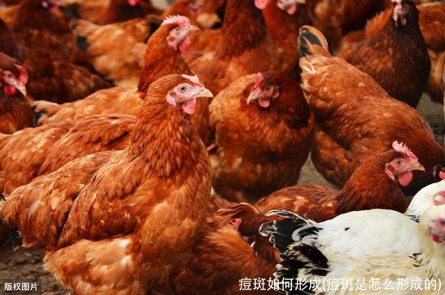 痘斑如何形成(痘斑是怎么形成的)