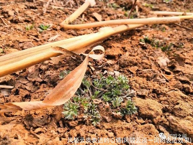 风轻云淡表达的心情(风轻云淡一词的表达效果)