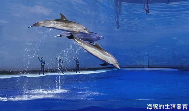 海豚的生殖器官