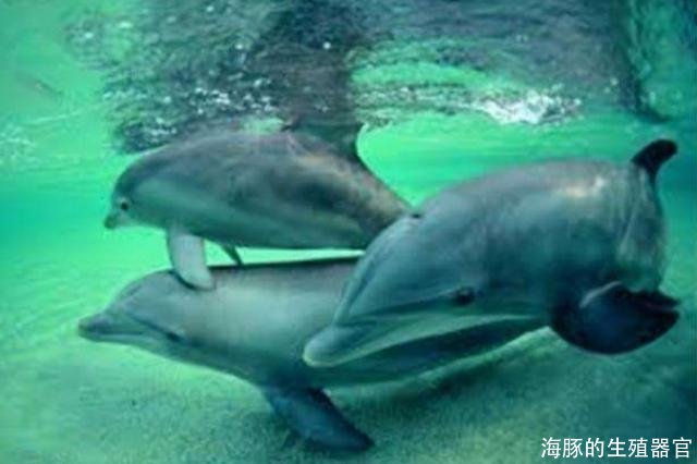 海豚的生殖器官