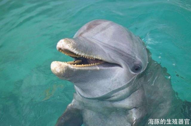 海豚的生殖器官