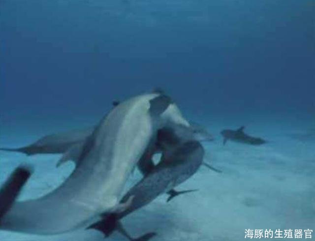海豚的生殖器官