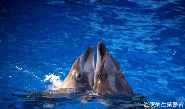 海豚的生殖器官