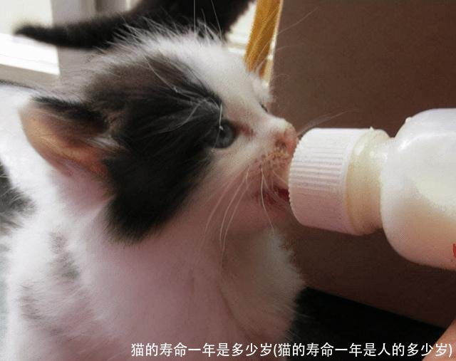 猫的寿命一年是多少岁(猫的寿命一年是人的多少岁)