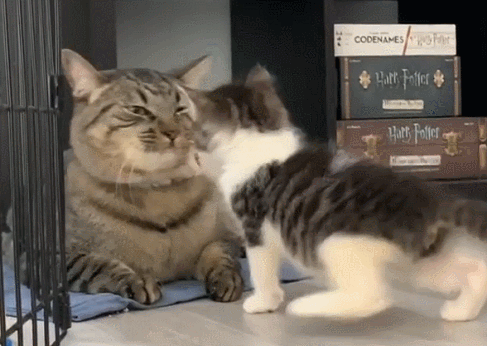 猫的寿命一年是多少岁(猫的寿命一年是人的多少岁)