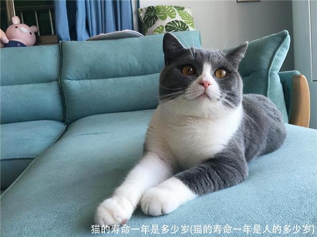 猫的寿命一年是多少岁(猫的寿命一年是人的多少岁)