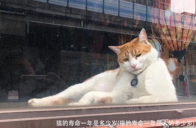 猫的寿命一年是多少岁(猫的寿命一年是人的多少岁)
