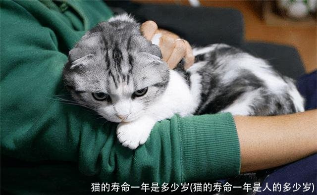 猫的寿命一年是多少岁(猫的寿命一年是人的多少岁)