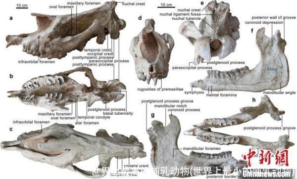 世界上最高的哺乳动物(世界上最小的哺乳动物)