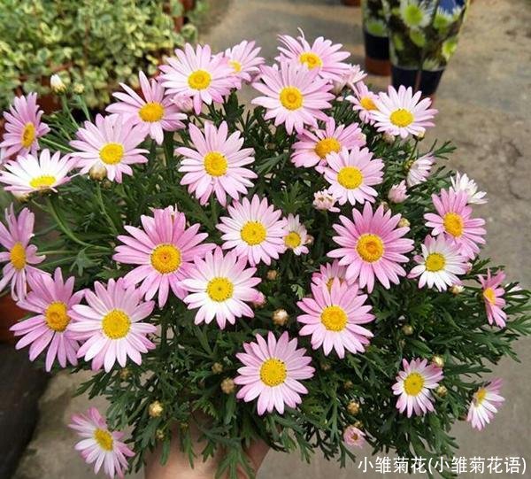 小雏菊花(小雏菊花语)
