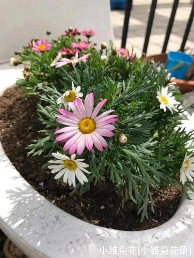 小雏菊花(小雏菊花语)