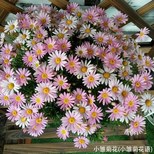 小雏菊花(小雏菊花语)