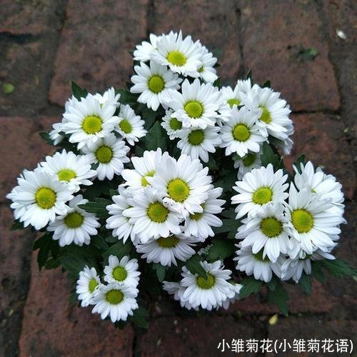 小雏菊花(小雏菊花语)