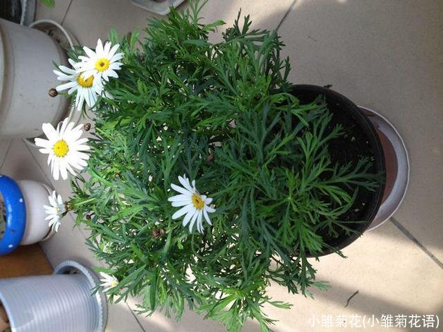 小雏菊花(小雏菊花语)