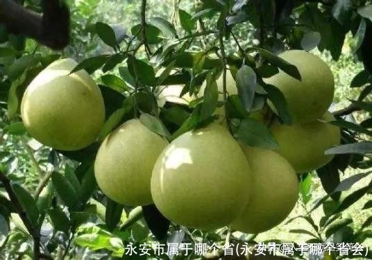 永安市属于哪个省(永安市属于哪个省会)