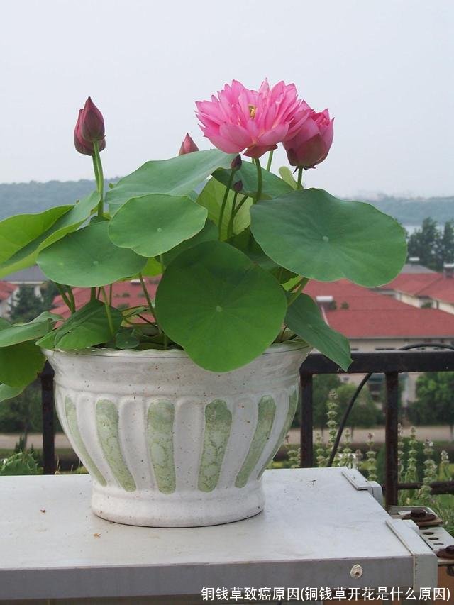 铜钱草致癌原因(铜钱草开花是什么原因)