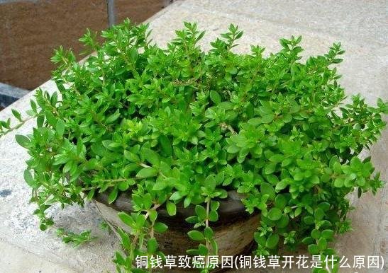 铜钱草致癌原因(铜钱草开花是什么原因)