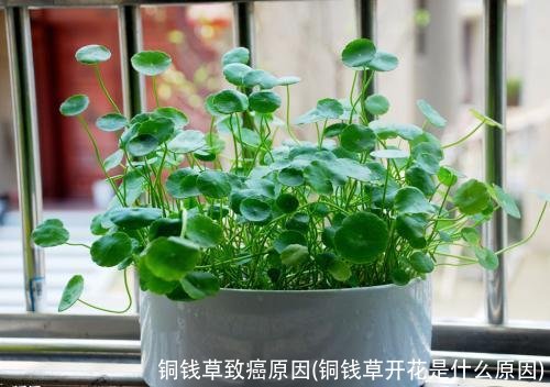 铜钱草致癌原因(铜钱草开花是什么原因)