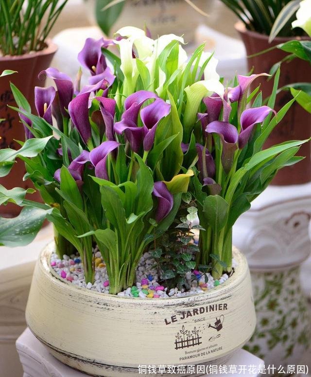 铜钱草致癌原因(铜钱草开花是什么原因)